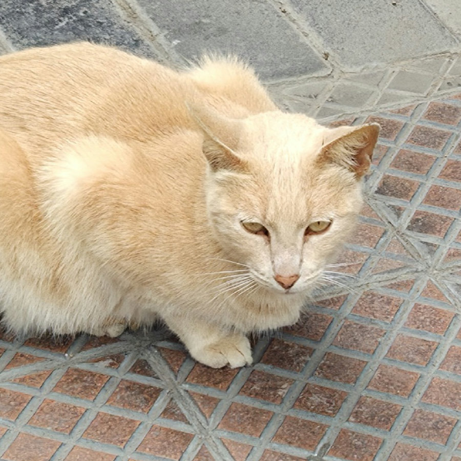 gato-01-900x900