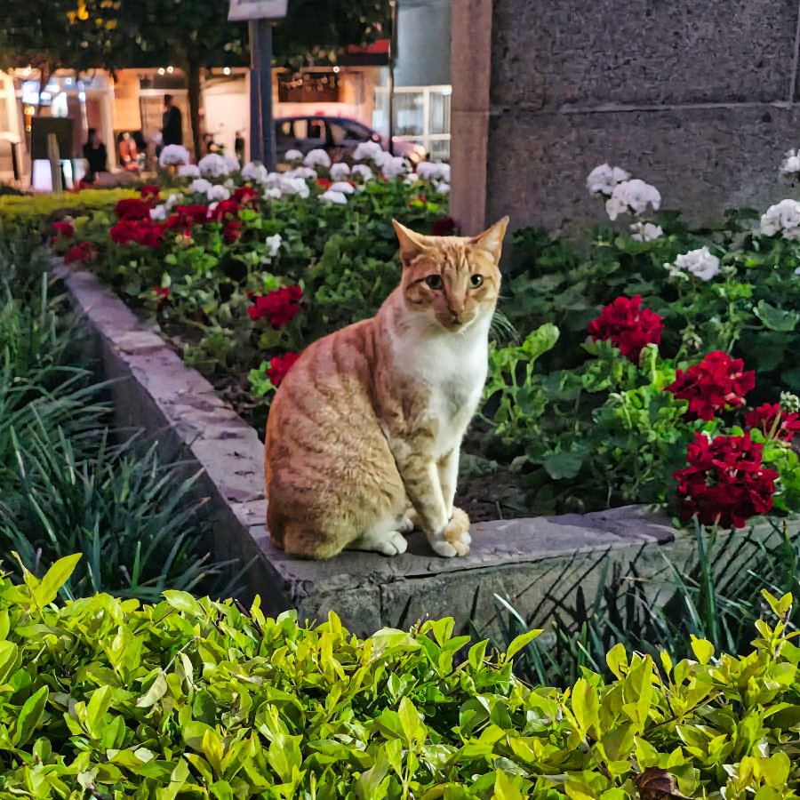 gato-22-900x900-titelfoto-LUMINAR
