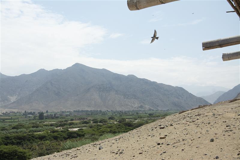 240125 Caral  Dsc0013