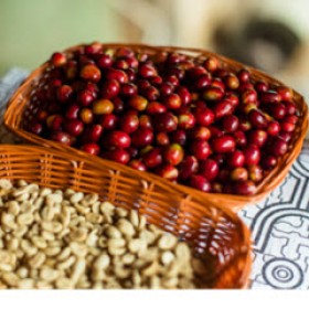 Spezielle Kaffeesorten aus Peru
