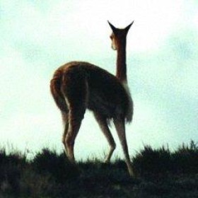 Vom Hochland in die Weltmärkte der Mode - Der Weg der Alpaka-Wolle mit Familie Palaco aus Arequipa