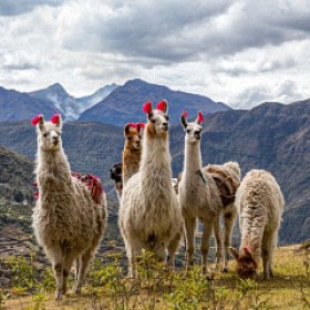 Weberinnen des Wassers - Alpakazucht und Wassersicherheit in Peru