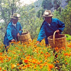 Kosmetikprodukte aus der peruanischen Biodiversität