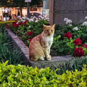 Die Kennedy Katzen - Menschlichkeit kommt auf leisen Pfoten